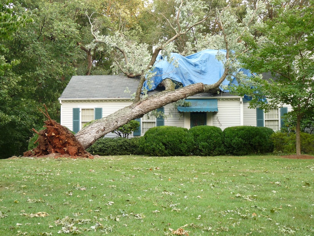 Cleaning up after Tree Damage during a storm